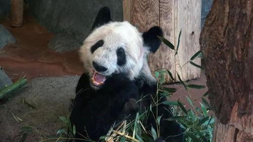 熊猫岁岁视频爆料,揭秘娱乐圈幕后真相  第2张